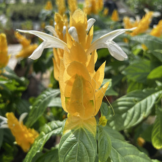 Yellow Shrimp Plant