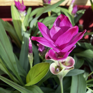 Curcuma Siam Sublime