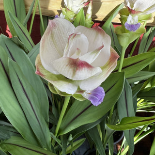 Curcuma Siam Solar
