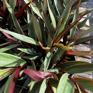 Alpinia Red Reuben Ginger