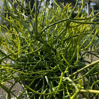 Euphorbia Firesticks