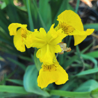 Yellow African Iris