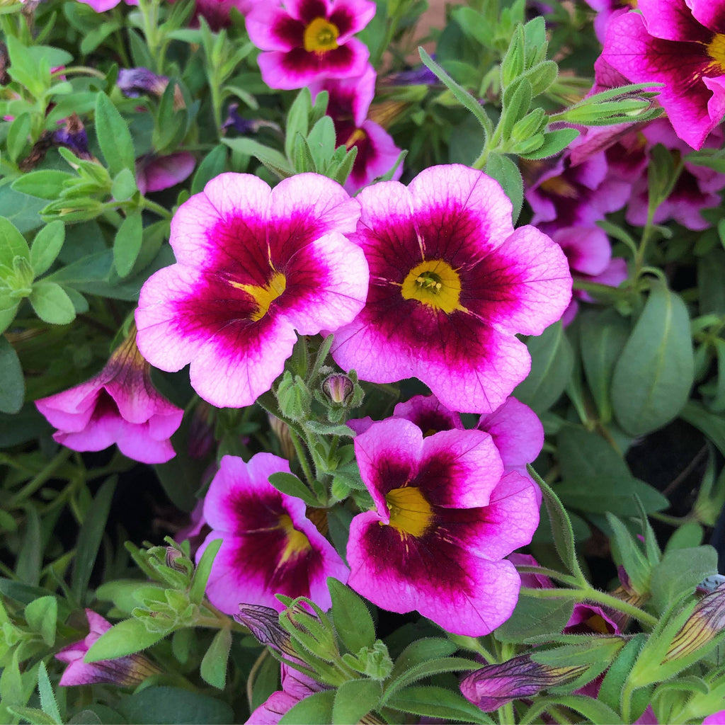 Calibrachoa Calibasket Glam – Panhandle Palm & Rock