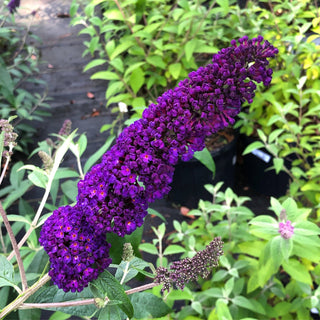 Black Knight Butterfly Bush