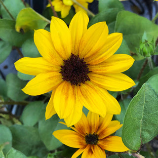 Brown Eyed Girl Sunflower