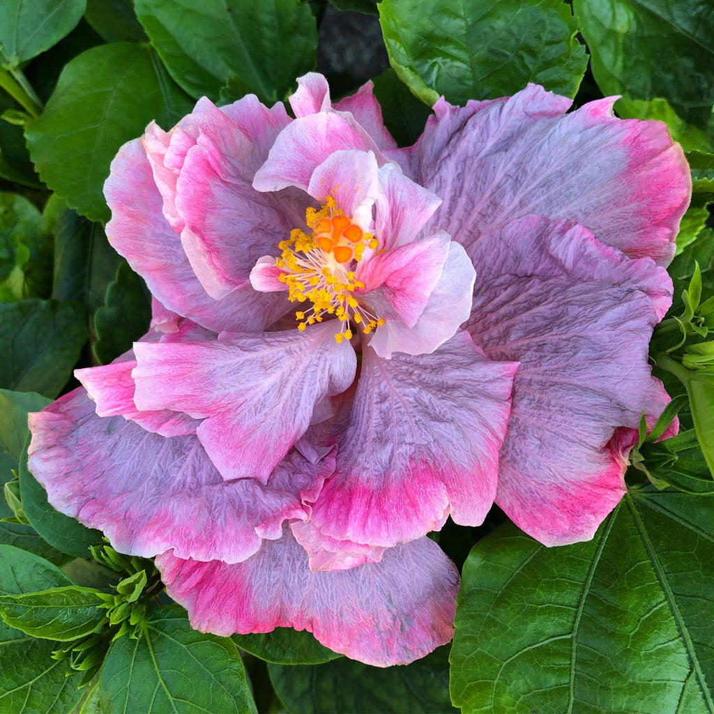 Cajun Hibiscus - Jamie Rose – Panhandle Palm & Rock