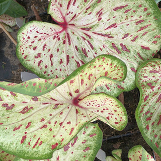 Gingerland Caladium