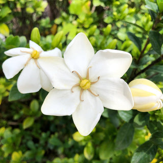 Hardy Daisy Kleims Gardenia