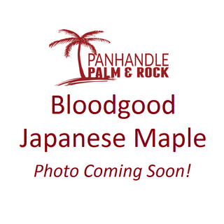 Bloodgood Japanese Maple