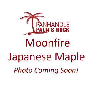 Moonfire Japanese Red Maple