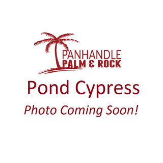 Pond Cypress