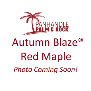 Autumn Blaze Red Maple