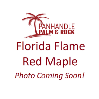 Florida Flame Red Maple