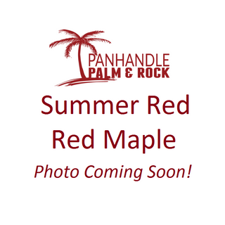 Summer Red Maple