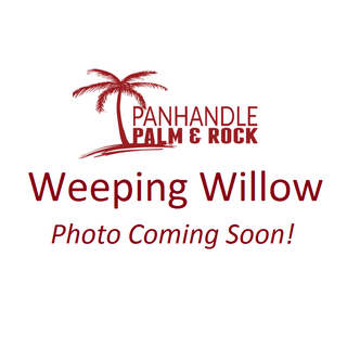 Weeping Willow