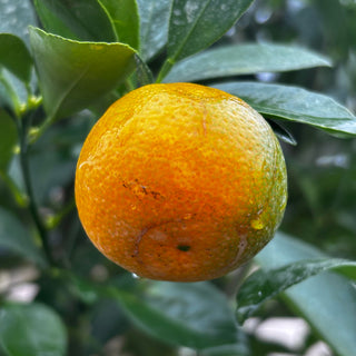 Calamondin Tree